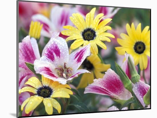 Daisy Flower Design, Portland, Oregon, USA-Darrell Gulin-Mounted Photographic Print