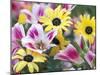 Daisy Flower Design, Portland, Oregon, USA-Darrell Gulin-Mounted Photographic Print