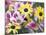 Daisy Flower Design, Portland, Oregon, USA-Darrell Gulin-Mounted Photographic Print