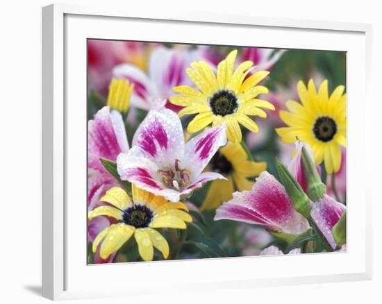 Daisy Flower Design, Portland, Oregon, USA-Darrell Gulin-Framed Photographic Print