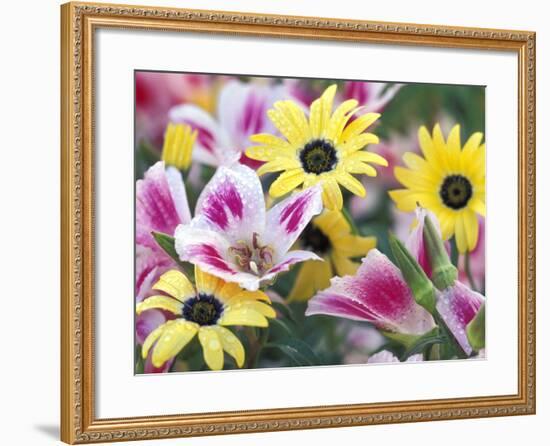 Daisy Flower Design, Portland, Oregon, USA-Darrell Gulin-Framed Photographic Print