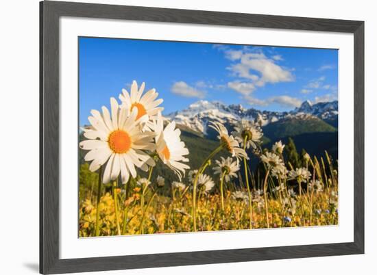 Daisy flower meadows in Stelvio National Park in summer. Sondrio district, Stelvio National Park, L-ClickAlps-Framed Photographic Print