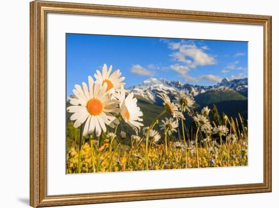 Daisy flower meadows in Stelvio National Park in summer. Sondrio district, Stelvio National Park, L-ClickAlps-Framed Photographic Print
