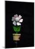 Daisy Flower Pot-Stephen Lebovits-Mounted Giclee Print