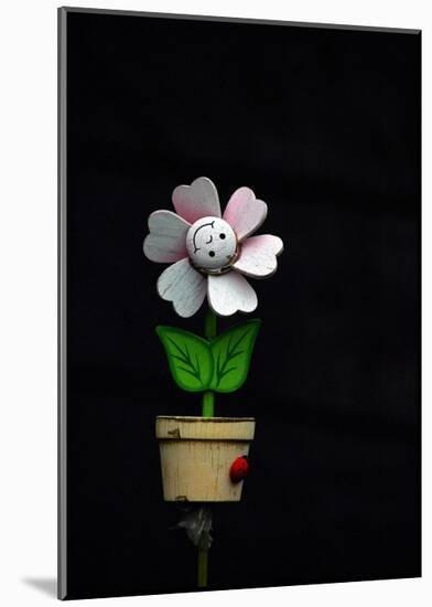 Daisy Flower Pot-Stephen Lebovits-Mounted Giclee Print