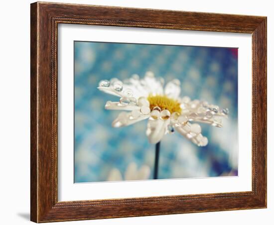 Daisy Flower with Water Droplets on Petals-Carolina Hernández-Framed Photographic Print