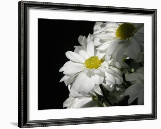 Daisy Flower-null-Framed Photographic Print