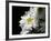 Daisy Flower-null-Framed Photographic Print