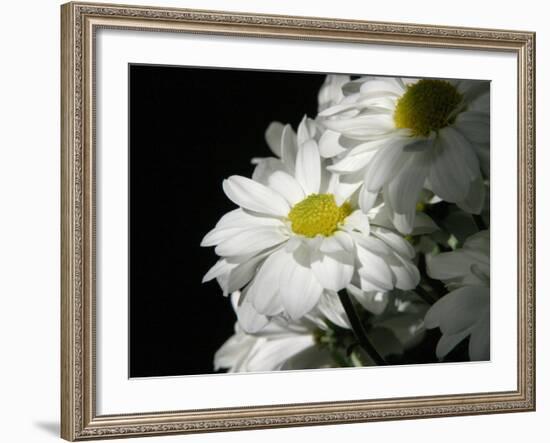 Daisy Flower-null-Framed Photographic Print