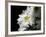 Daisy Flower-null-Framed Photographic Print