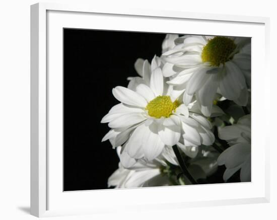 Daisy Flower-null-Framed Photographic Print