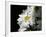 Daisy Flower-null-Framed Photographic Print