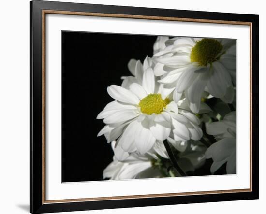 Daisy Flower-null-Framed Photographic Print