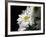 Daisy Flower-null-Framed Photographic Print