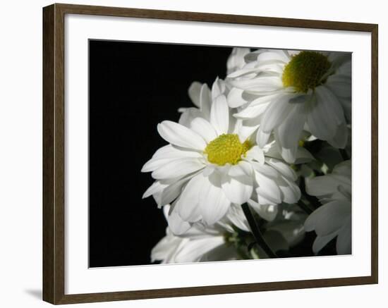 Daisy Flower-null-Framed Photographic Print