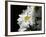 Daisy Flower-null-Framed Photographic Print