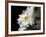 Daisy Flower-null-Framed Photographic Print