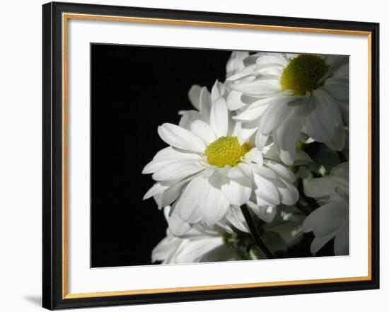 Daisy Flower-null-Framed Photographic Print