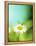 Daisy Flower-Lawrence Lawry-Framed Premier Image Canvas