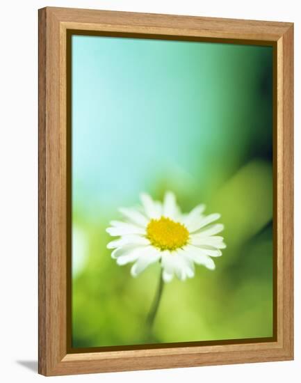 Daisy Flower-Lawrence Lawry-Framed Premier Image Canvas