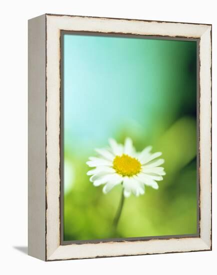 Daisy Flower-Lawrence Lawry-Framed Premier Image Canvas