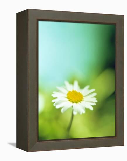 Daisy Flower-Lawrence Lawry-Framed Premier Image Canvas