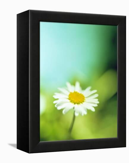 Daisy Flower-Lawrence Lawry-Framed Premier Image Canvas