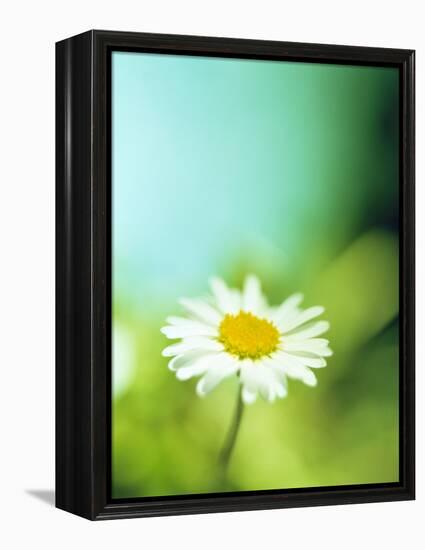 Daisy Flower-Lawrence Lawry-Framed Premier Image Canvas