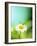 Daisy Flower-Lawrence Lawry-Framed Photographic Print