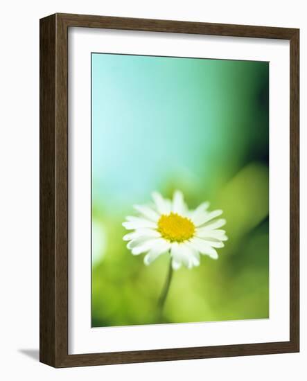 Daisy Flower-Lawrence Lawry-Framed Photographic Print