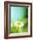 Daisy Flower-Lawrence Lawry-Framed Photographic Print