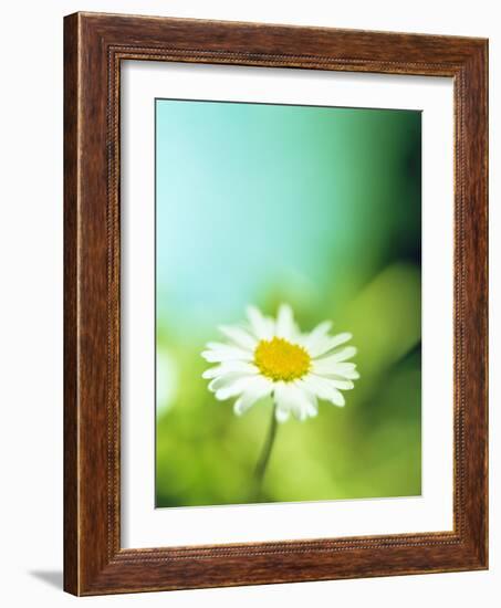 Daisy Flower-Lawrence Lawry-Framed Photographic Print