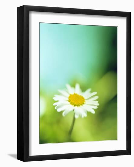 Daisy Flower-Lawrence Lawry-Framed Photographic Print