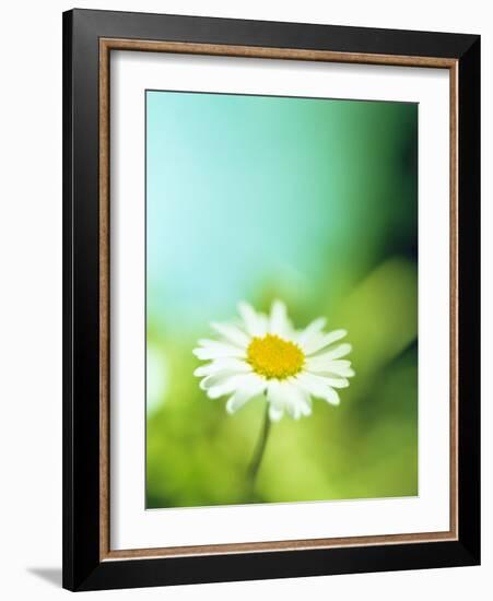 Daisy Flower-Lawrence Lawry-Framed Photographic Print