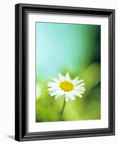 Daisy Flower-Lawrence Lawry-Framed Photographic Print