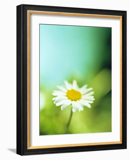 Daisy Flower-Lawrence Lawry-Framed Photographic Print