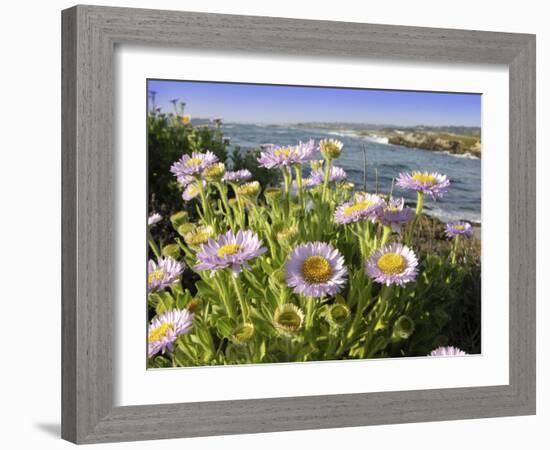 Daisy Flowers-Tony Craddock-Framed Photographic Print