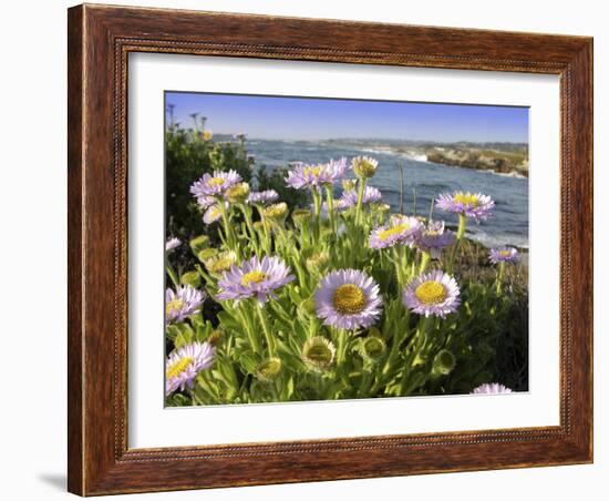 Daisy Flowers-Tony Craddock-Framed Photographic Print