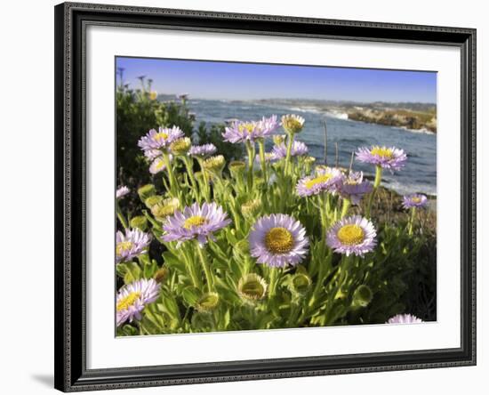 Daisy Flowers-Tony Craddock-Framed Photographic Print