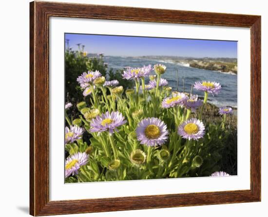 Daisy Flowers-Tony Craddock-Framed Photographic Print