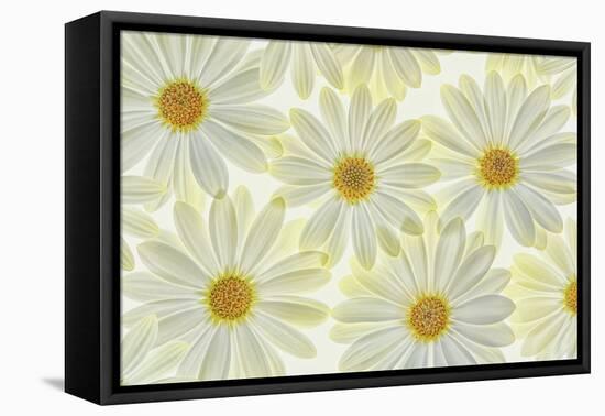 Daisy Flowers-Cora Niele-Framed Premier Image Canvas