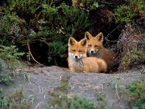 Den of Red Foxes, Kamchatka, Russia-Daisy Gilardini-Photographic Print