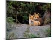 Photographic Print