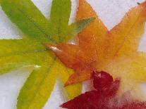 Frozen Maple Tree Leaves-Daisy Gilardini-Photographic Print