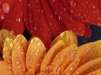 Azalea Rhododendron-Daisy Gilardini-Photographic Print
