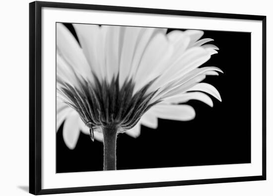 Daisy Haze-Joseph Eta-Framed Giclee Print