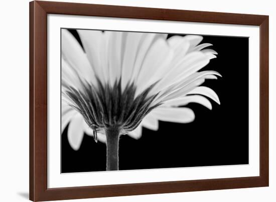 Daisy Haze-Joseph Eta-Framed Giclee Print