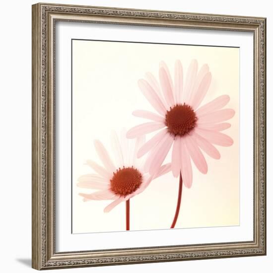 Daisy II-Katja Marzahn-Framed Giclee Print