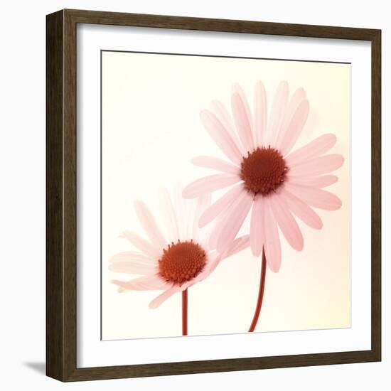 Daisy II-Katja Marzahn-Framed Giclee Print