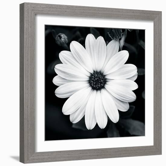 Daisy Light I-Joseph Eta-Framed Giclee Print